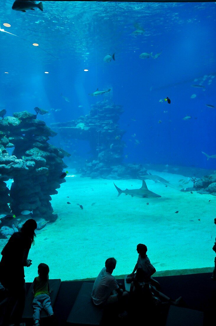 Aquarium shark tank