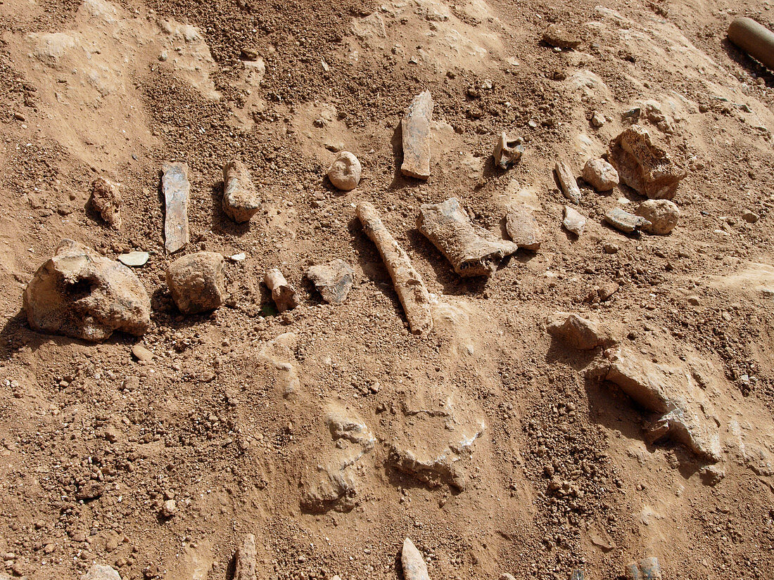 Objects from initial survey at Cueva Fantasma fossil site