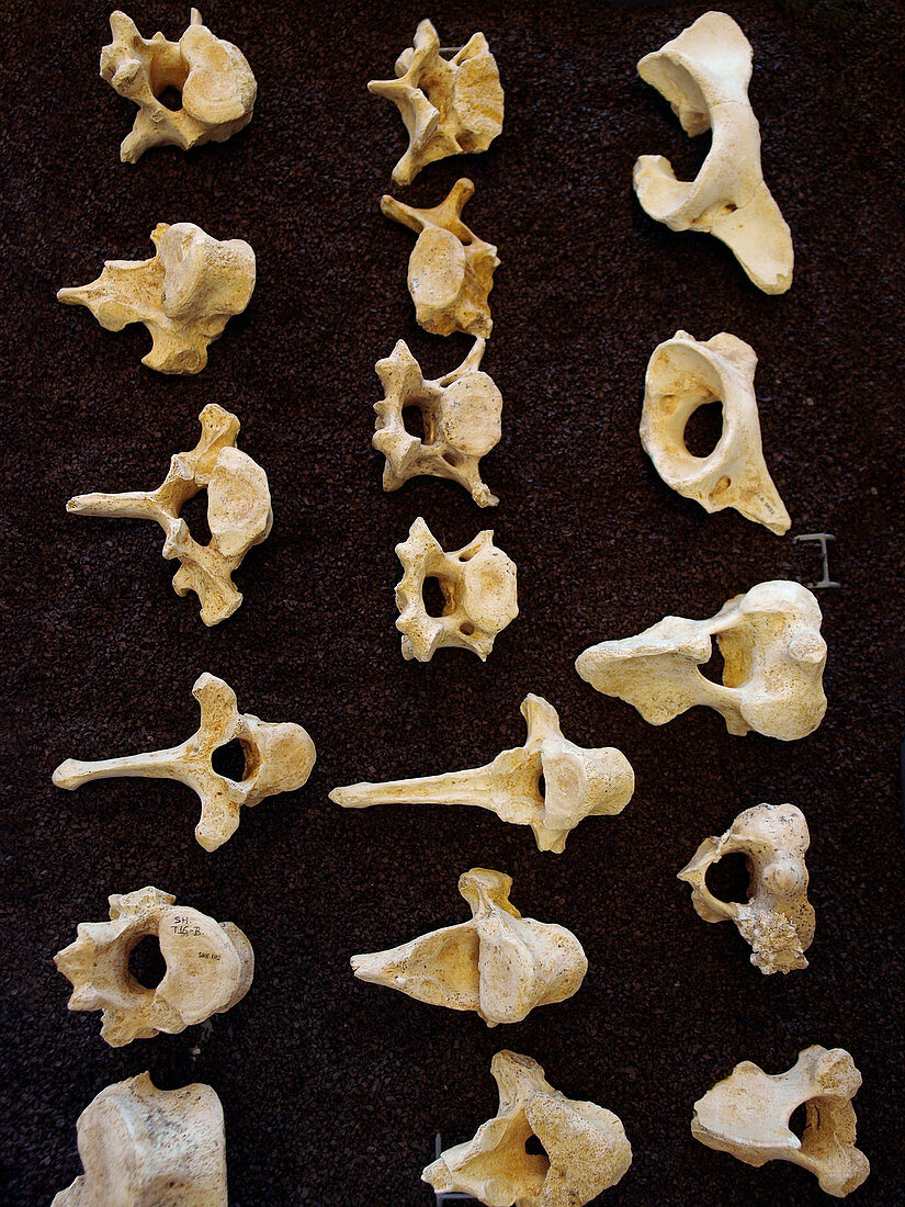 Prehistoric fossil bear vertebrae