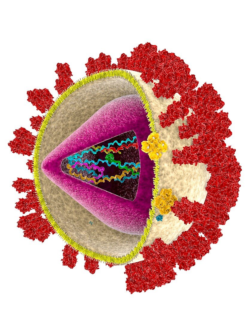 Influenza virus H3N2, illustration