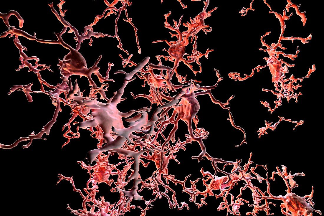 Nerve cells, illustration