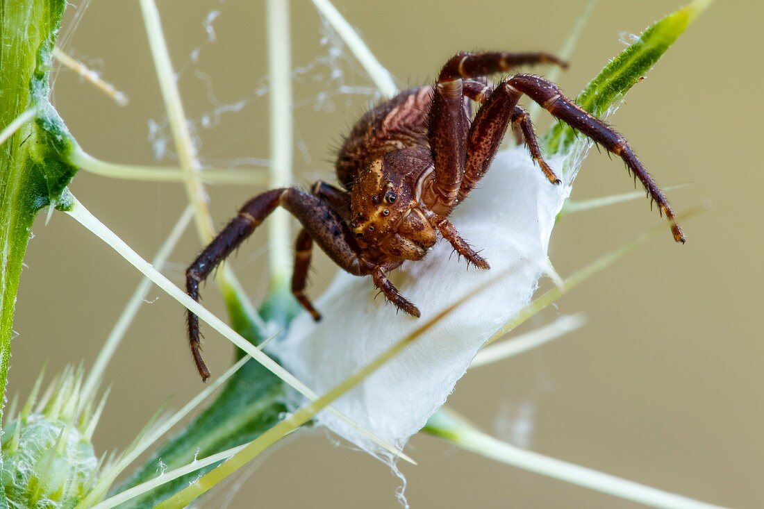 Crab spider