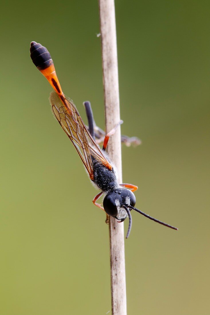 Sand wasp