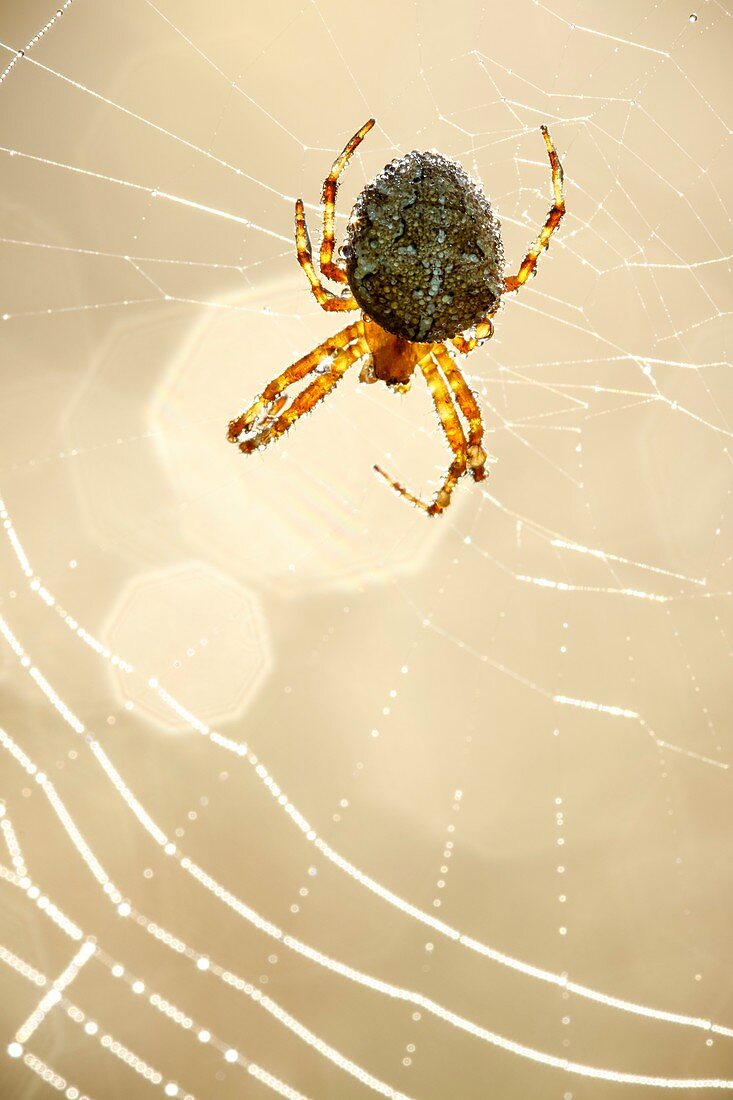 Garden spider