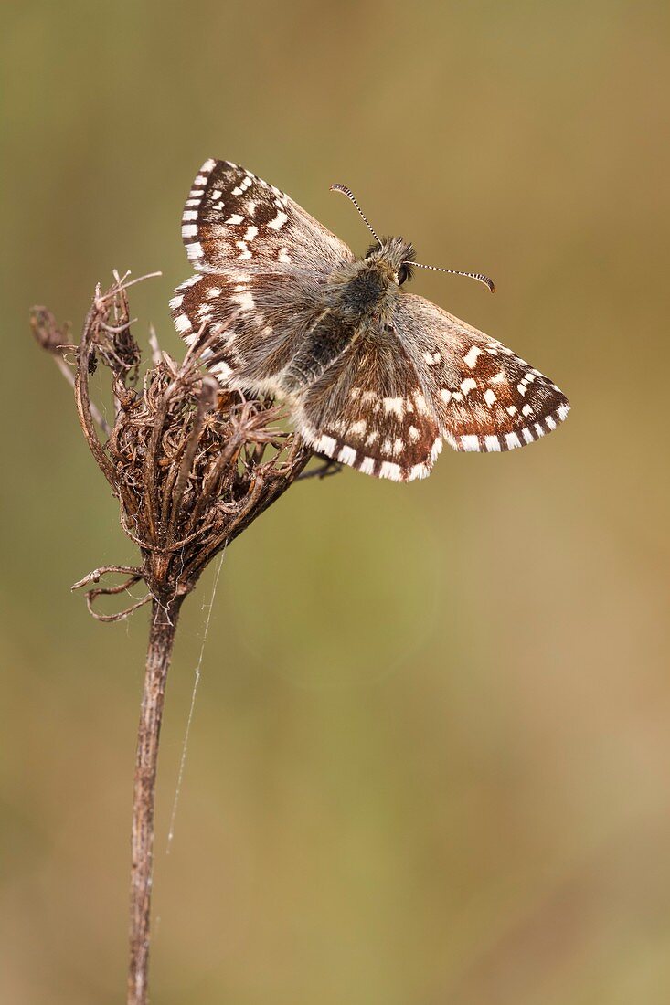 Grizzled skipper butterfly