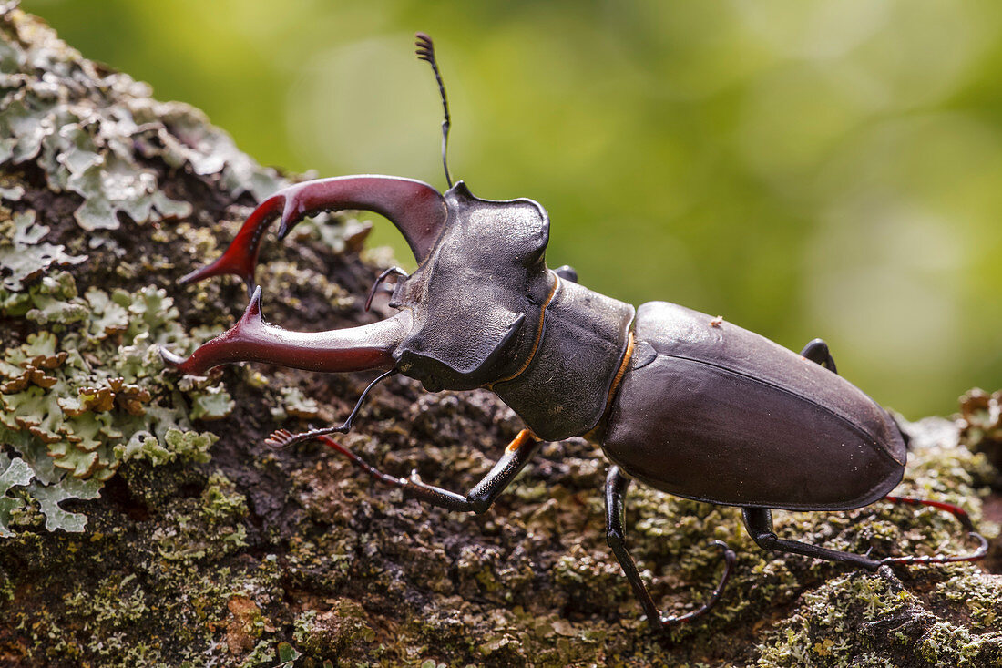 Male stag beetle