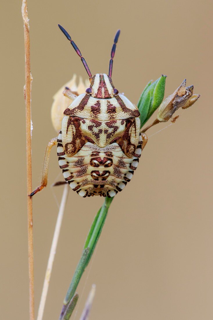 Shieldbug nymph