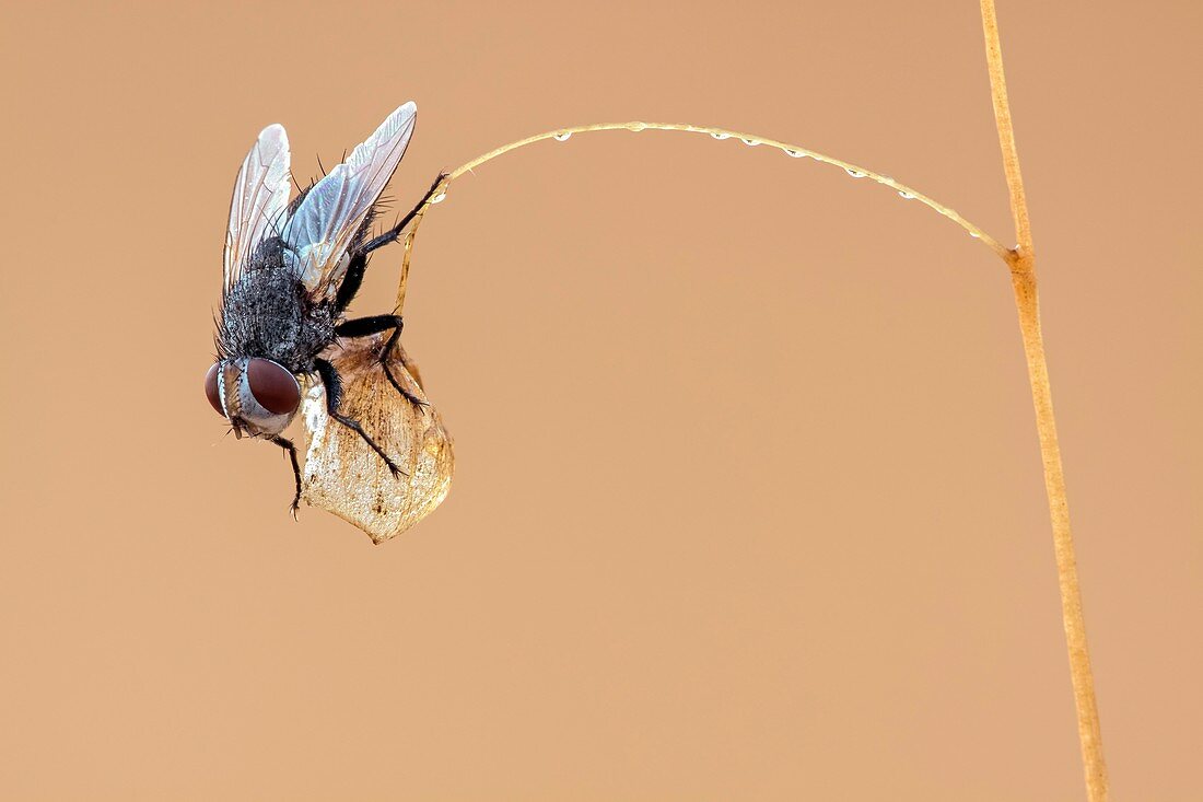 Fly resting on seedhead