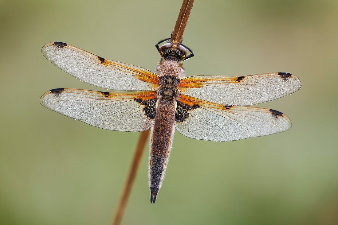 Four-spot chaser dragonfly
