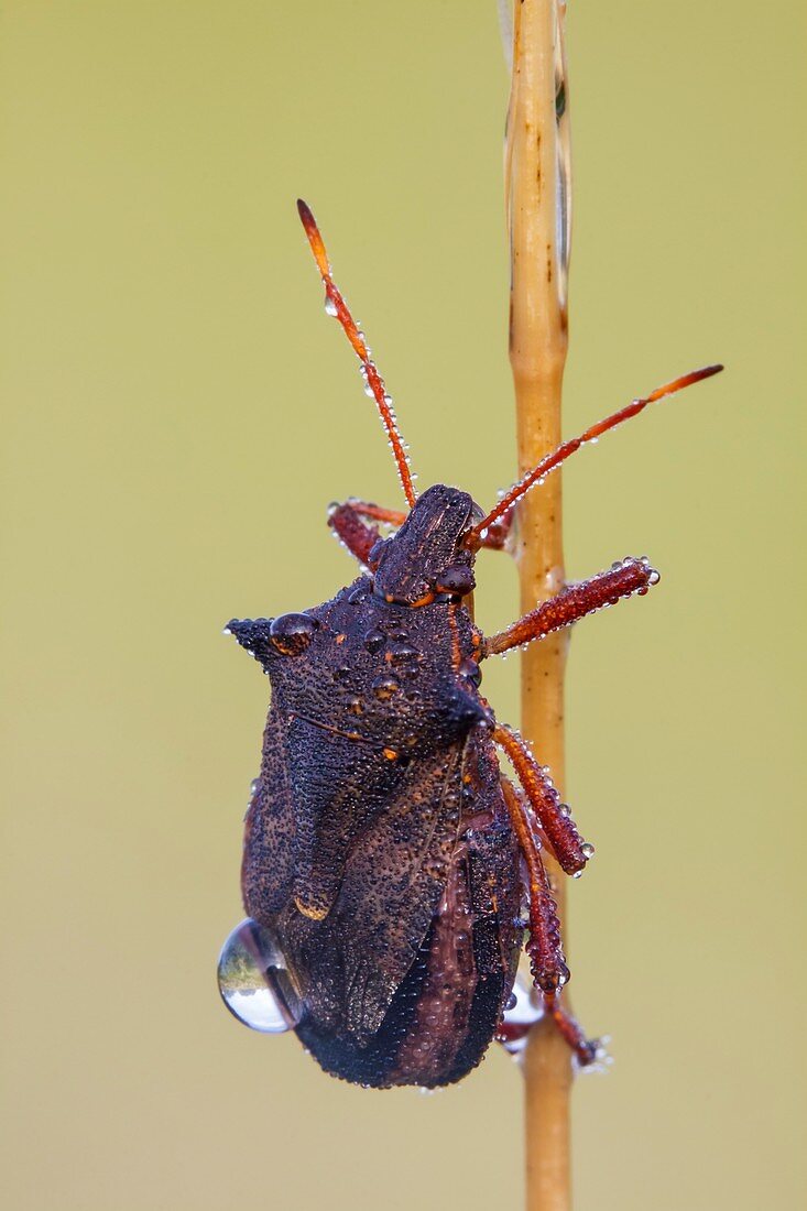 Spiny shieldbug