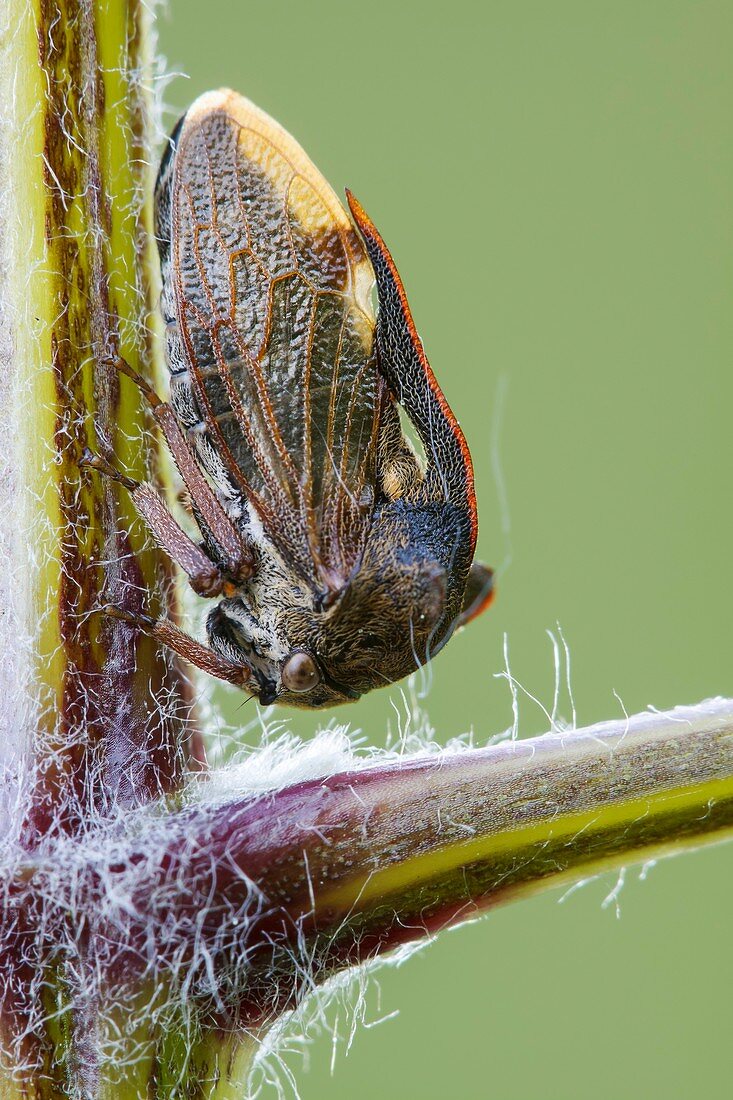 Tree hopper