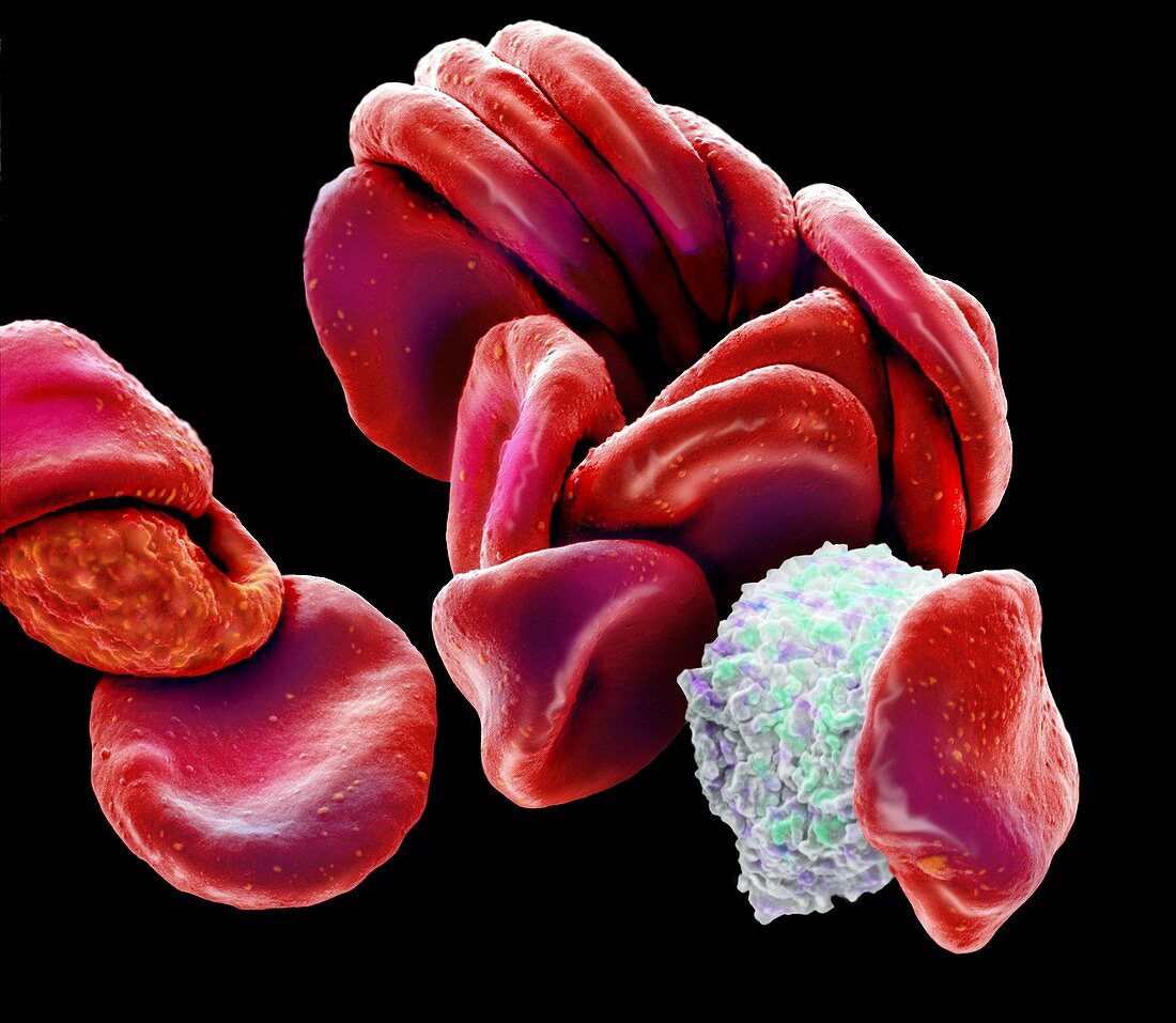 Blood cells, SEM