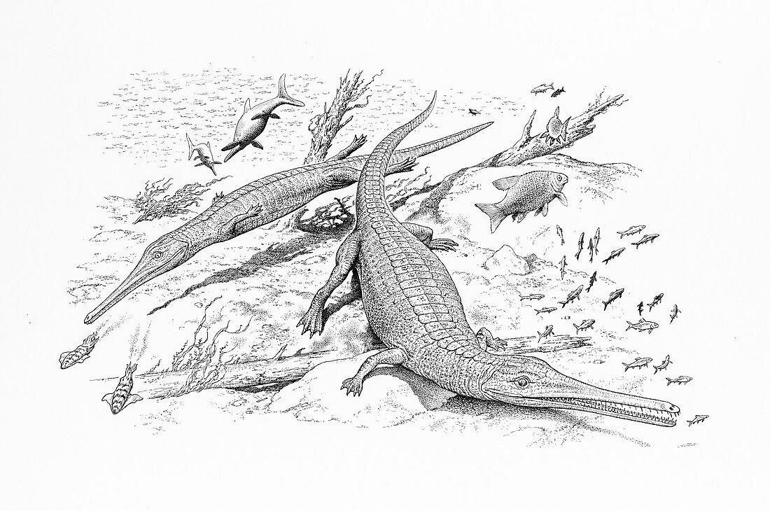 Pelagosaurus prehistoric crocodiles, illustration