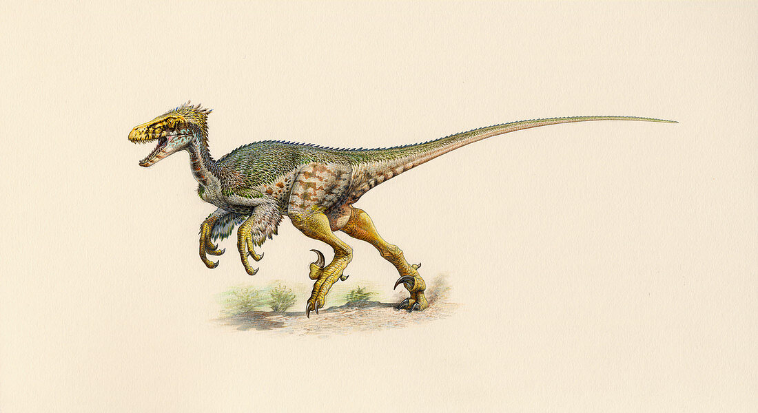 Feathered Dromaeosaurus dinosaur, illustration