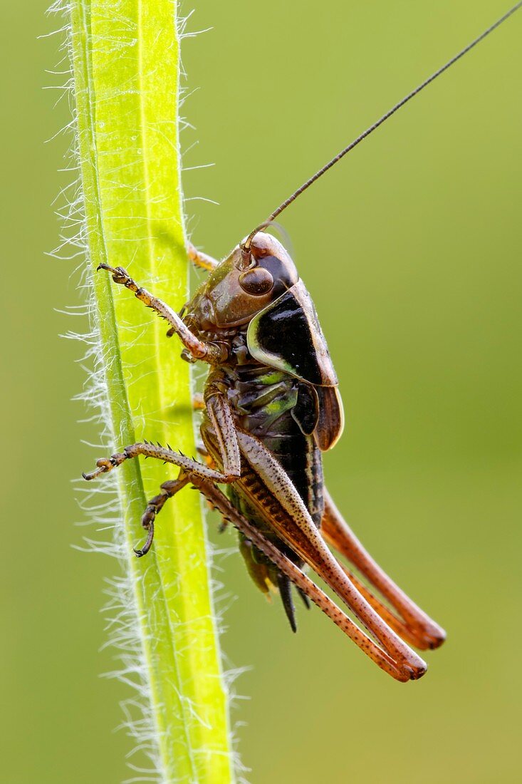 Roesels bush cricket nymph
