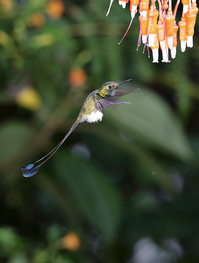 White-booted racket-tail hummingbird