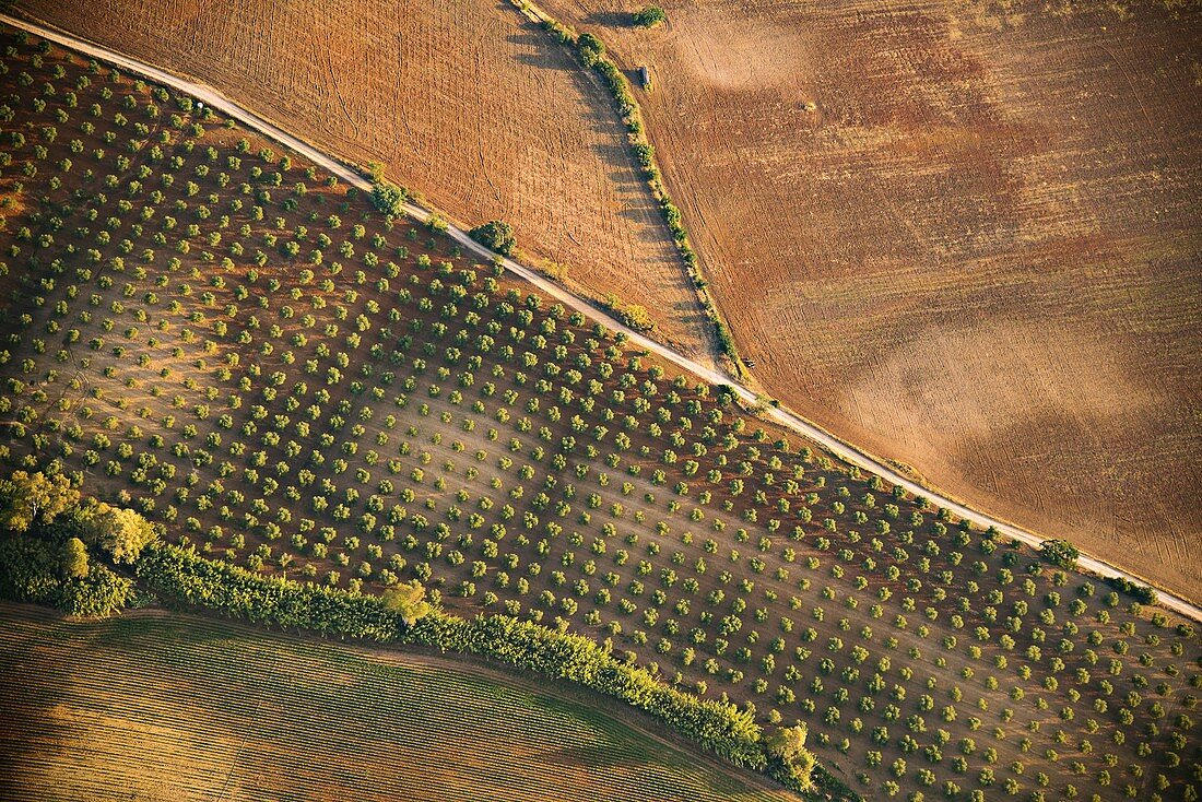 Olive orchard, Spain, aerial photograph
