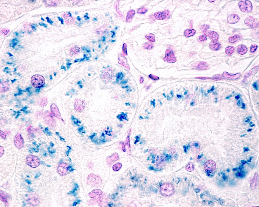 Kidney proximal convoluted tubule, light micrograph