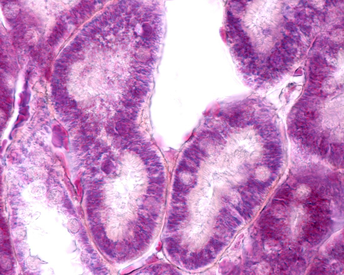 Kidney cortex, light micrograph
