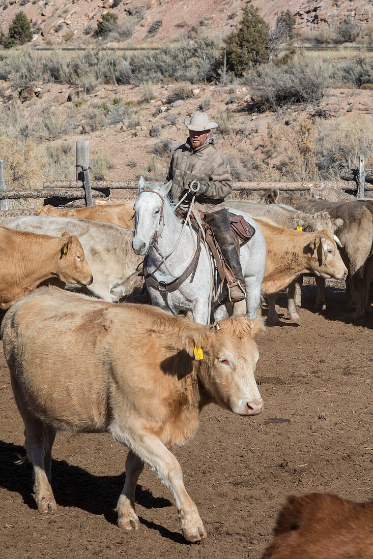 Cattle ranch, Colorado, USA