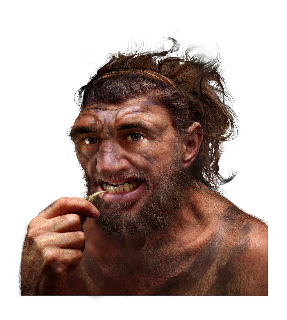 Neanderthal cleaning his teeth, conceptual illustration