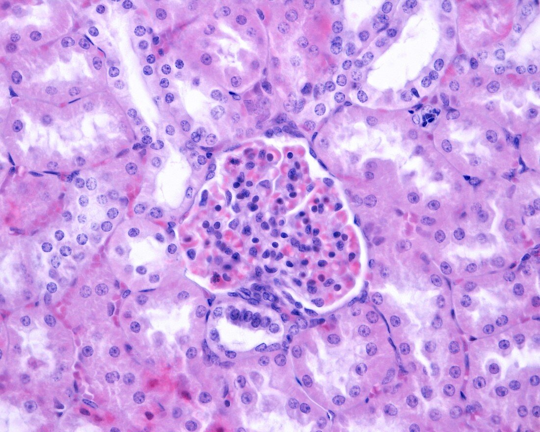 Kidney macula densa, light micrograph