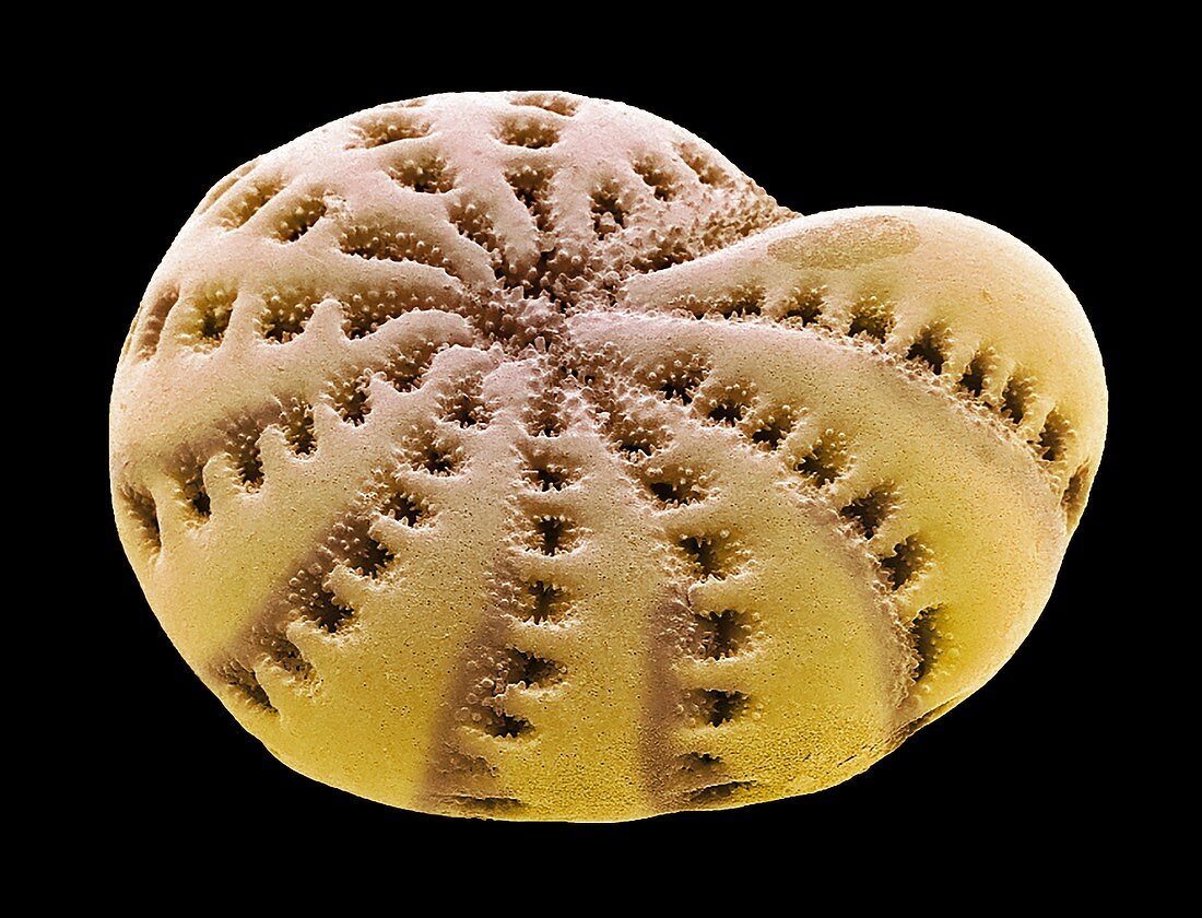 Foraminiferan shell, SEM