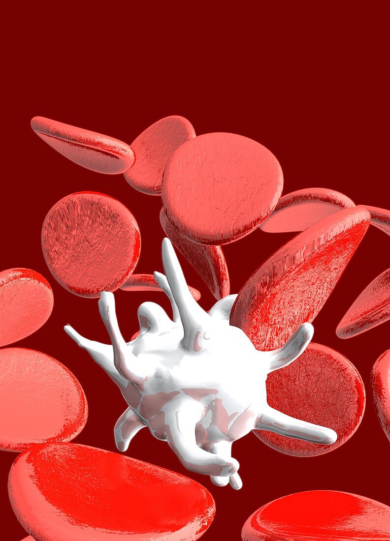 Blood cells, illustration