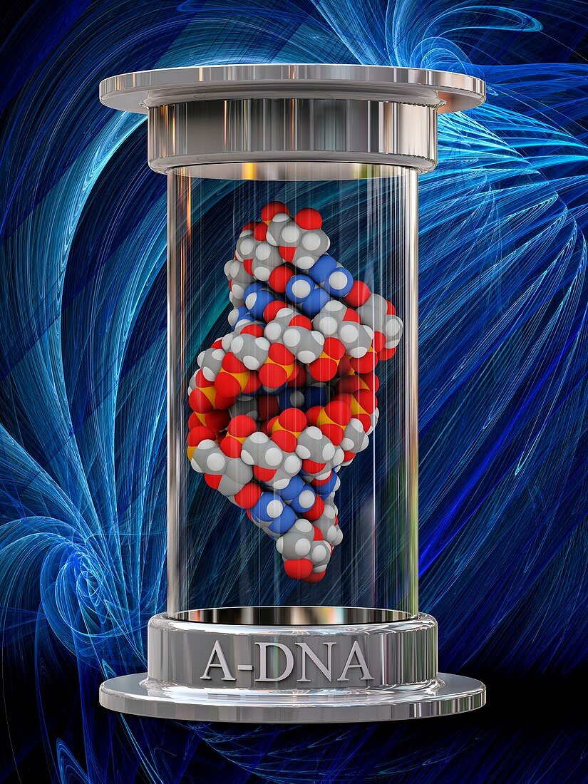 A-DNA, illustration