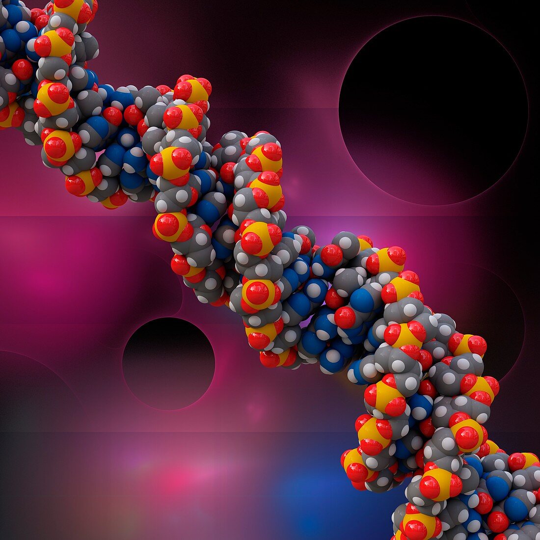 B-DNA molecule, illustration