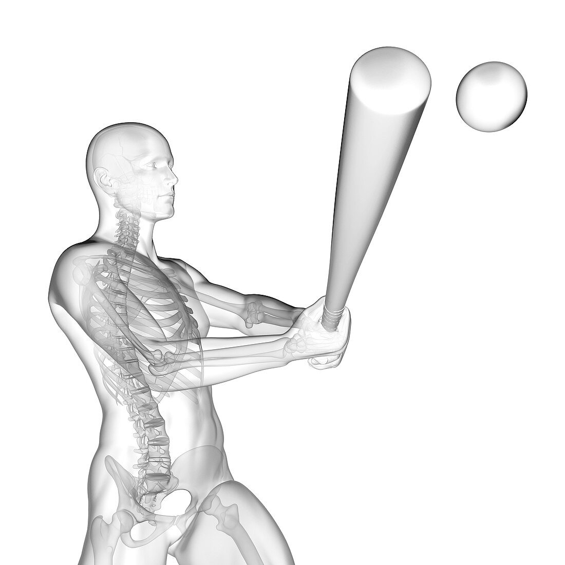 Person using baseball bat, skeletal structure, illustration