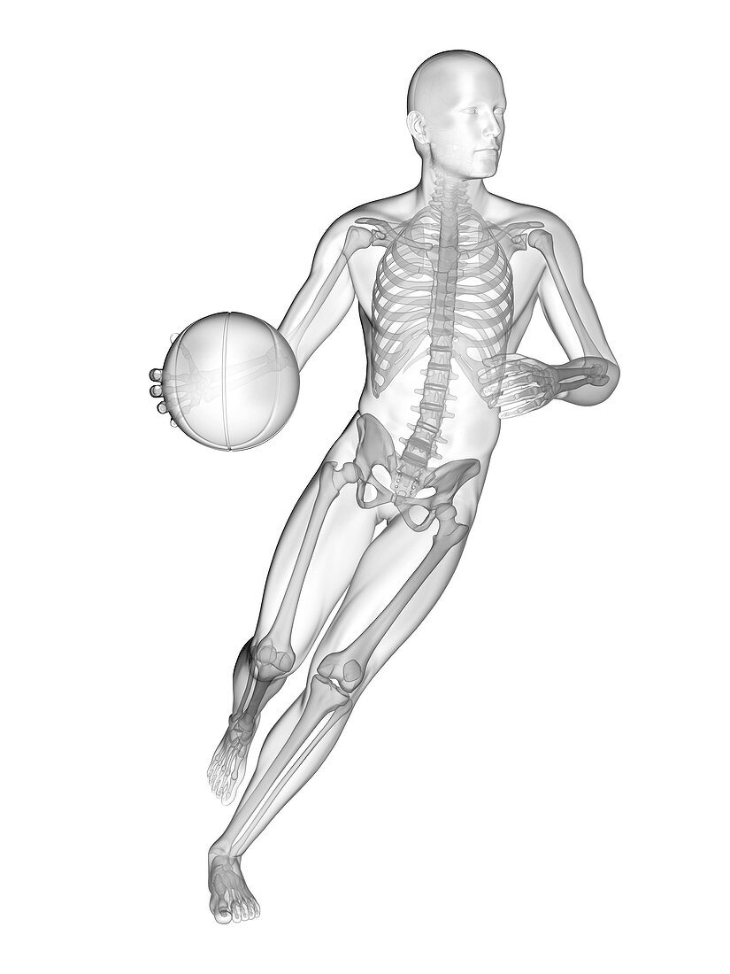 Person playing basketball, skeletal structure, illustration