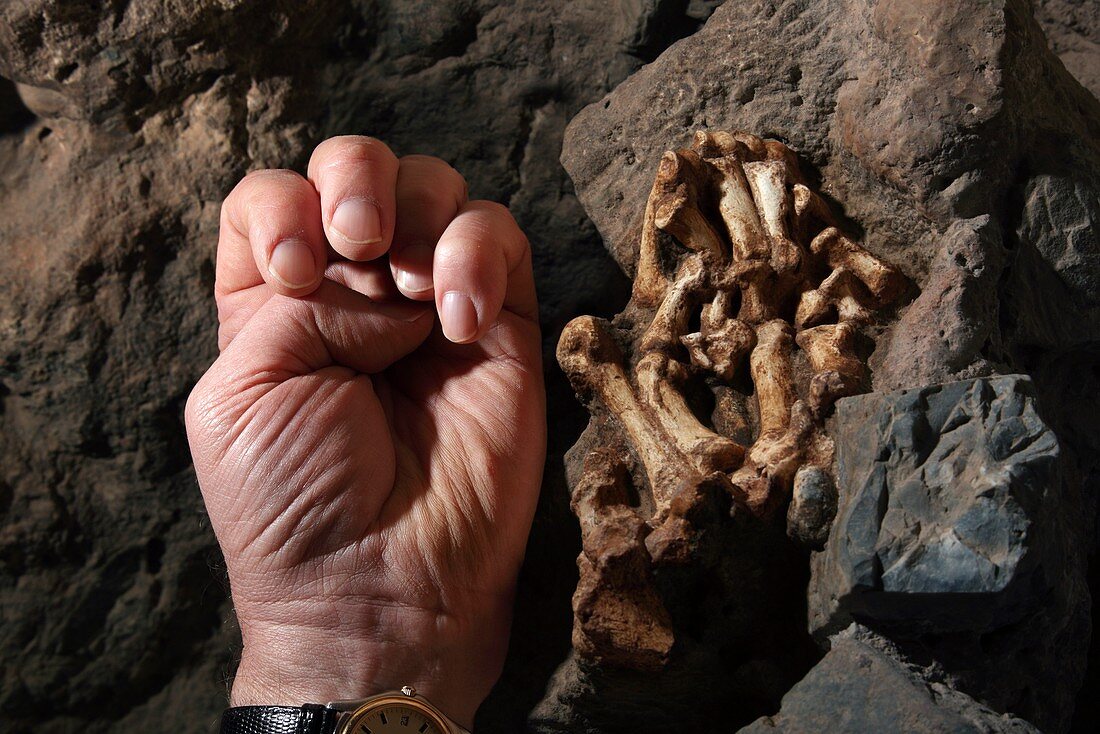 Little Foot Australopithecus fossil hand bones