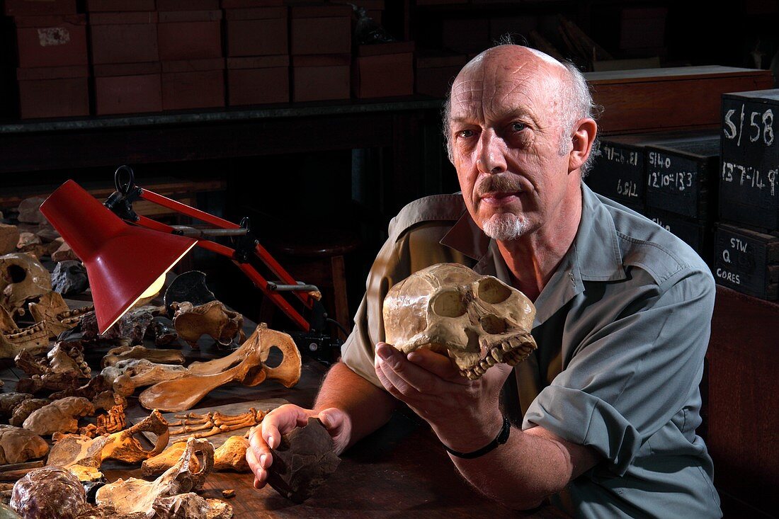 Ronald J. Clark with Australopithecus fossil skull cast
