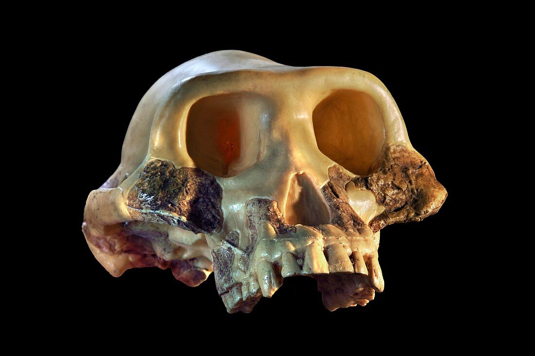 Skull cast of Australopithecus afarensis