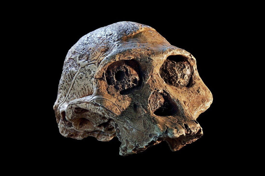 Fossil skull of Mrs. Ples, Australopithecus africanus