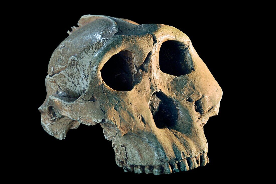Skull cast of a Paranthropus boisei (Australopithecus boisei