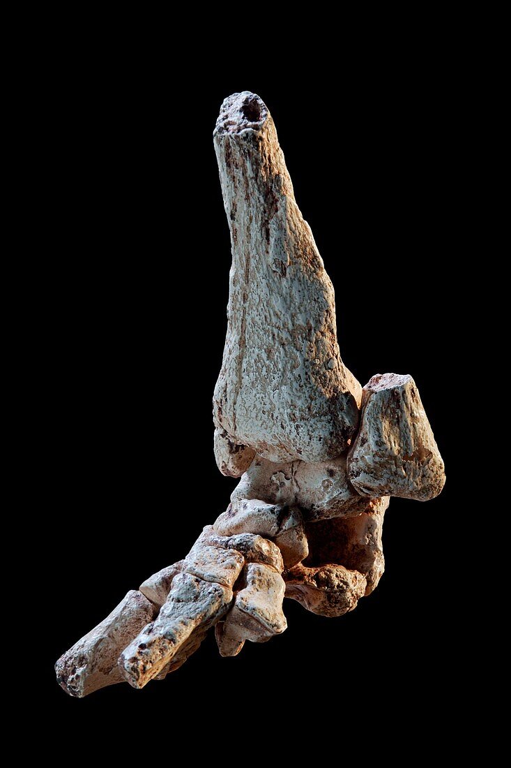 Little Foot Australopithecus fossil foot cast