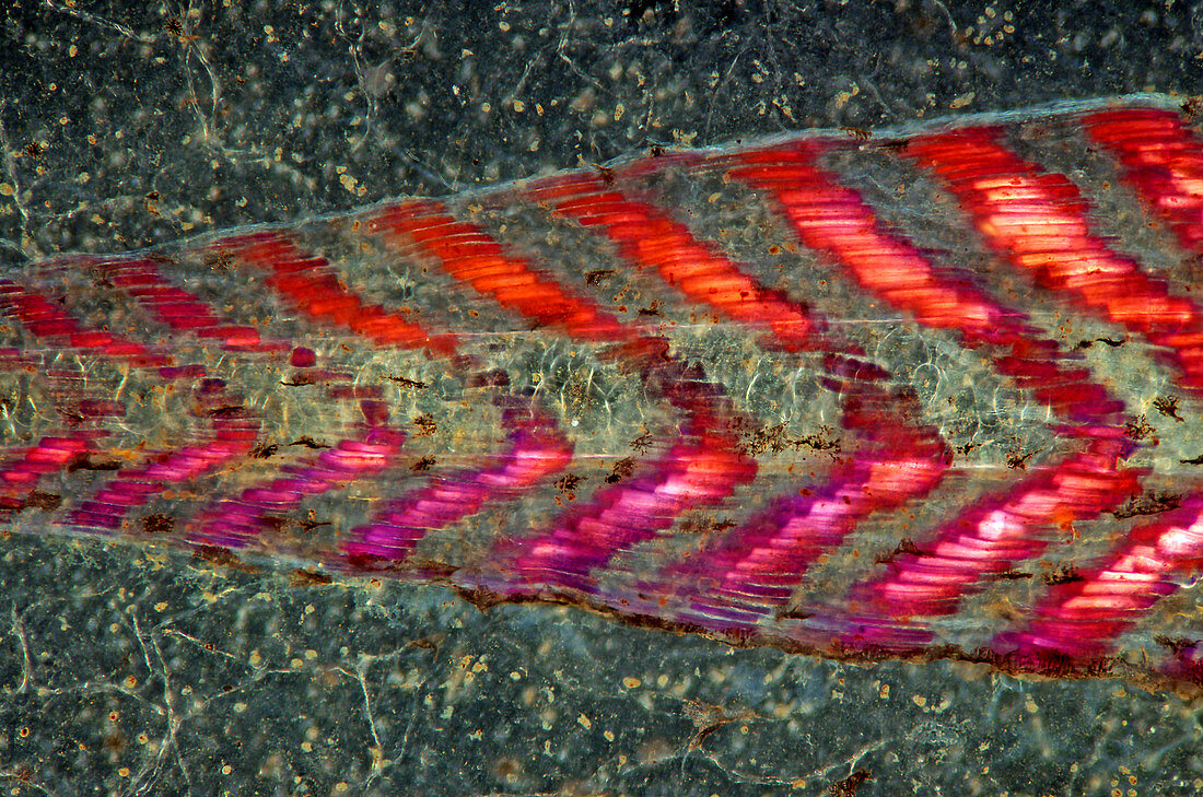 Tadpole tail, light micrograph