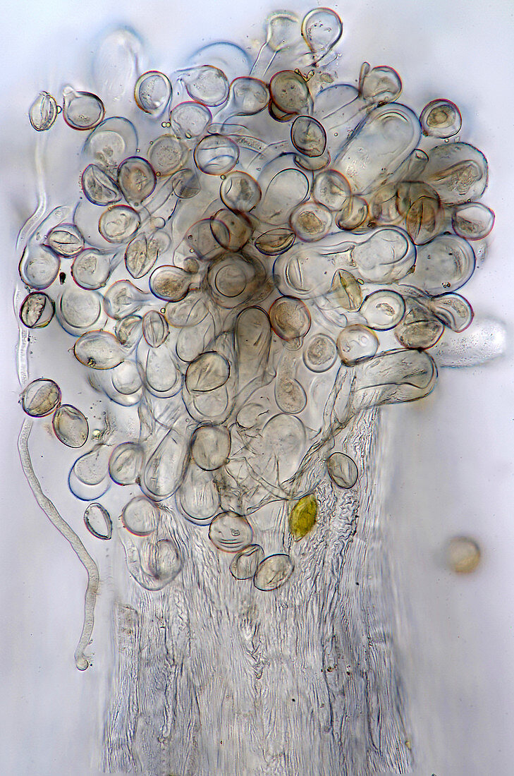 Lily of the valley stigma, light micrograph