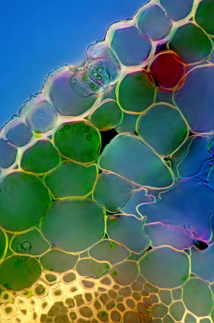 Lily of the valley leaf, light micrograph