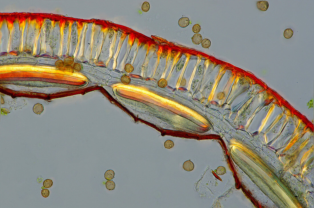 Moss spore capsule, light micrograph