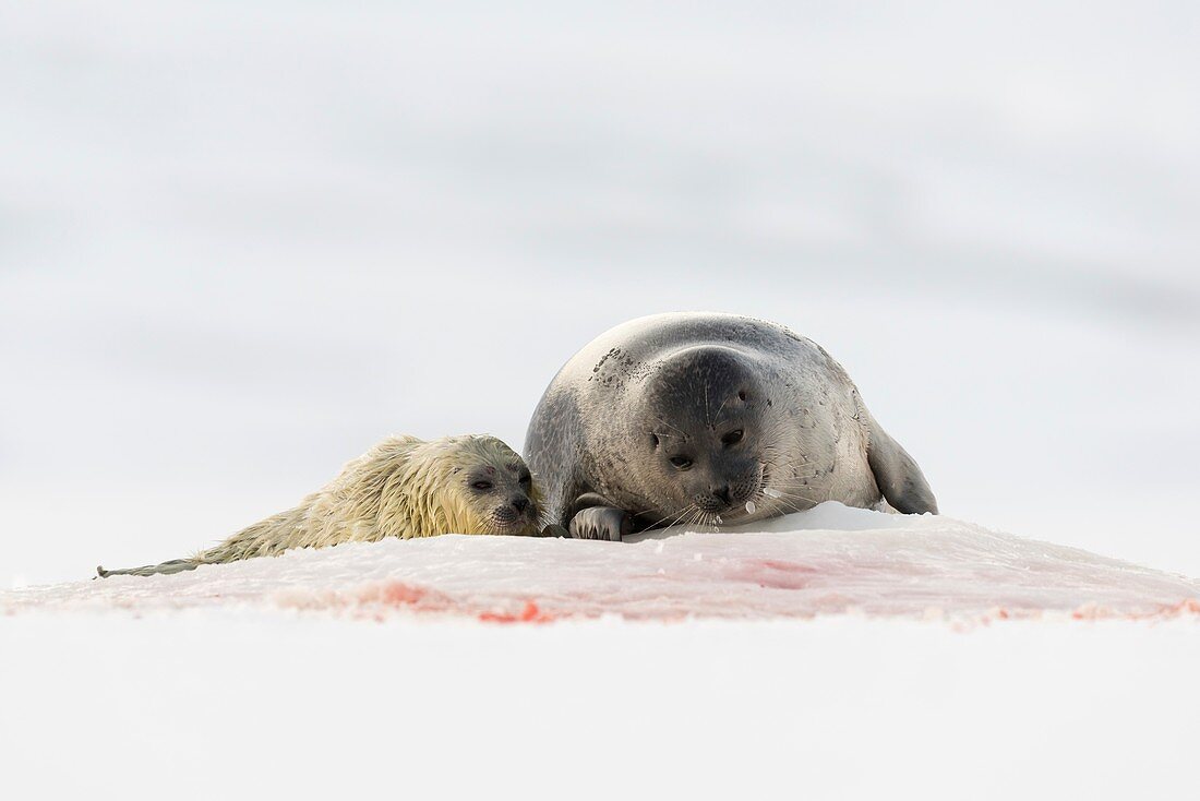 Ringed seal mother and pup