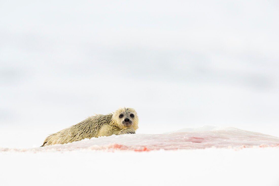 Ringed seal pup