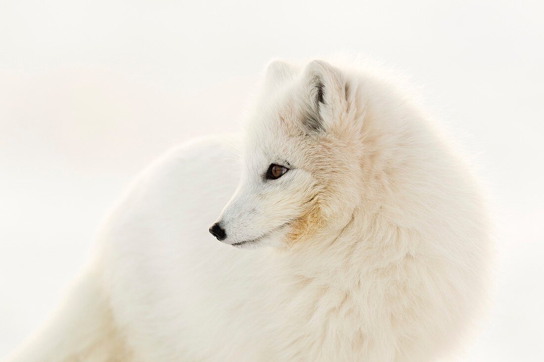 Arctic fox