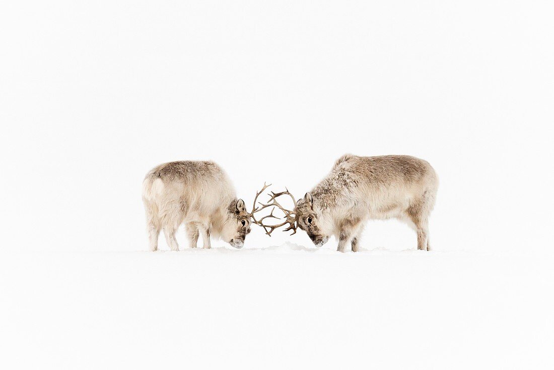 Svalbard reindeer rutting