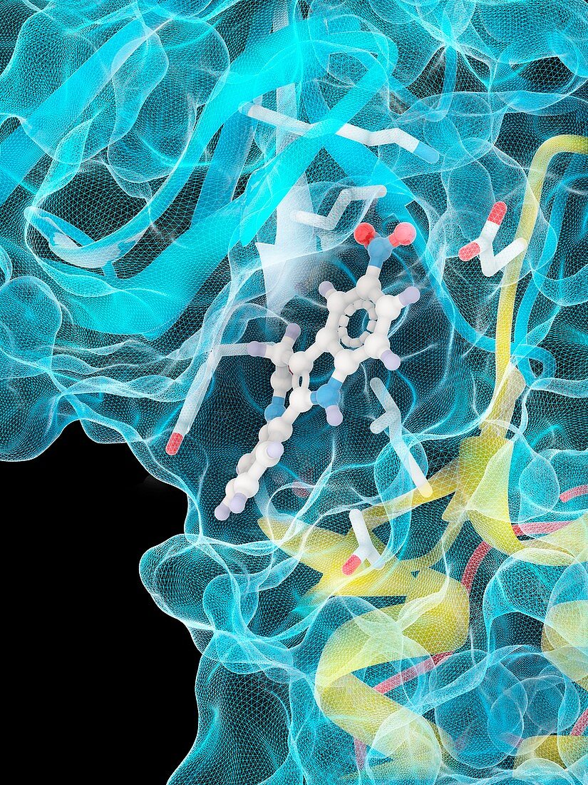 GSK3B enzyme complex with kinase inhibitor, illustration