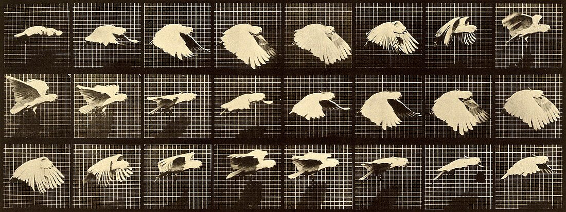 Parrot in flight, Muybridge motion study, 1880s