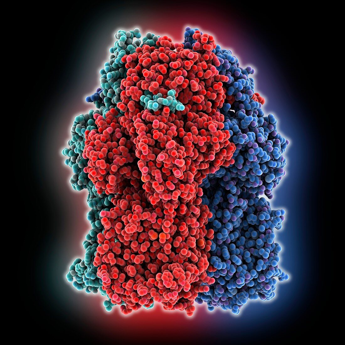 Multidrug efflux transporter AcrB, molecular model
