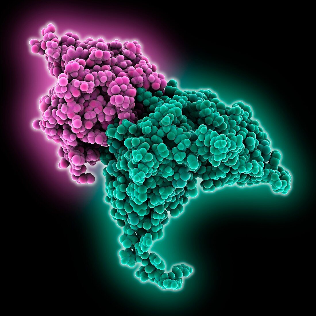 Antibody-interleukin complex, molecular model